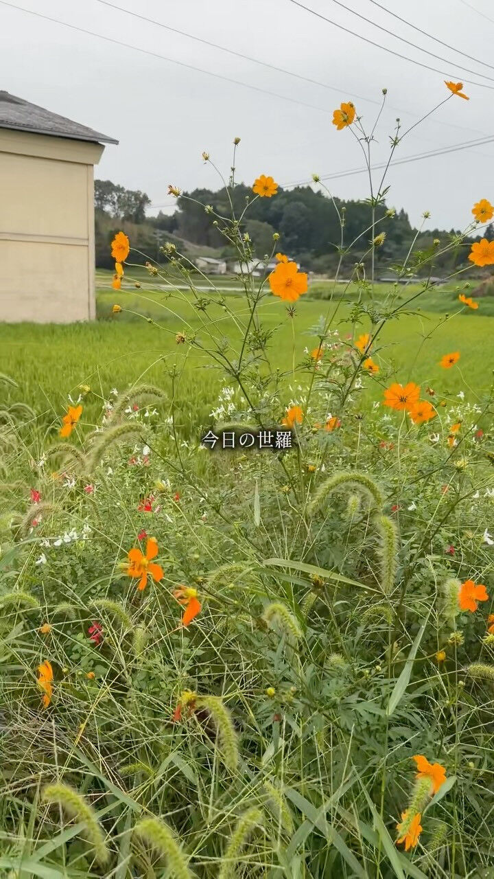 灯り宿から、今日の世羅